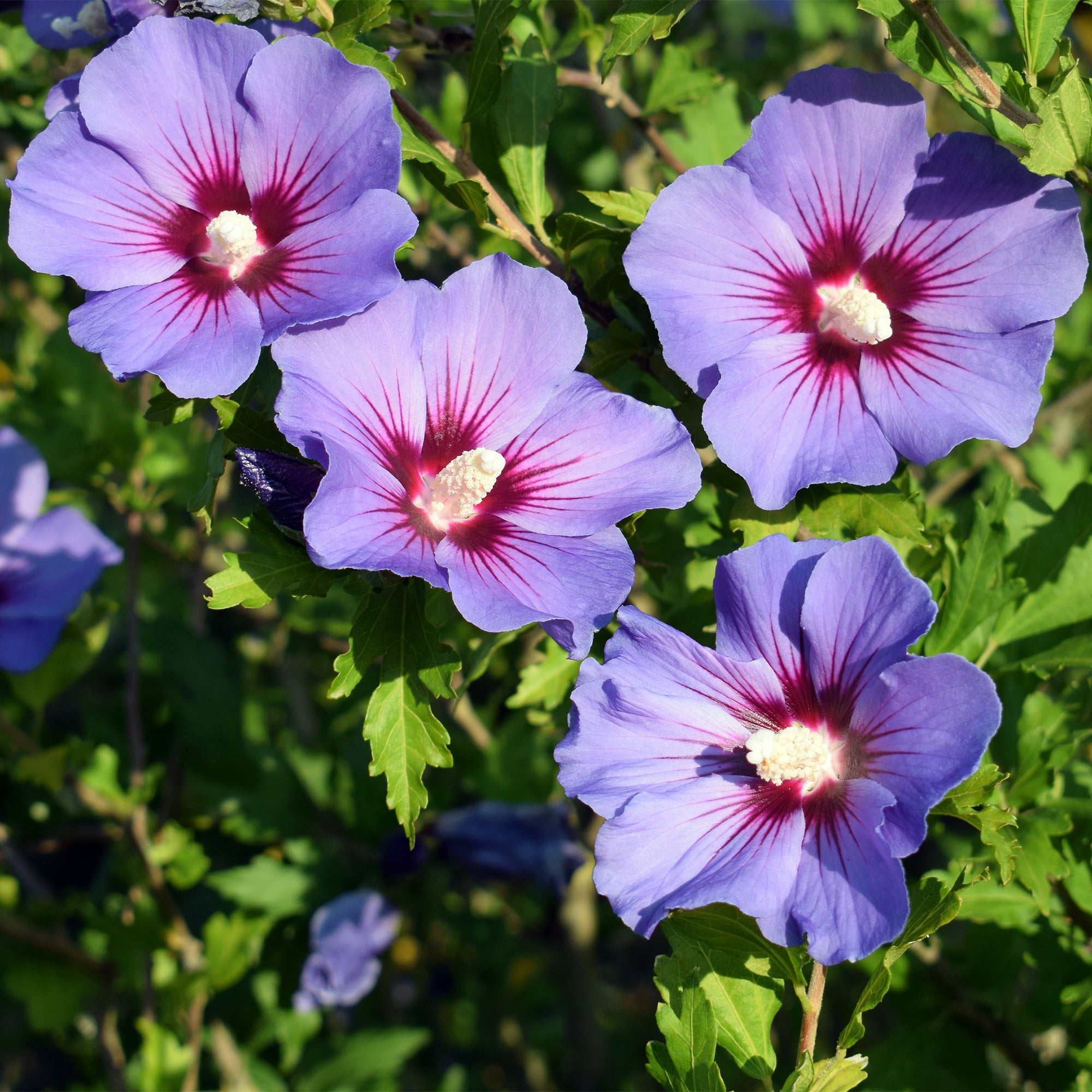Bakker Hibiscus Oiseau Bleu arbuste pot 19cm fleurs violettes