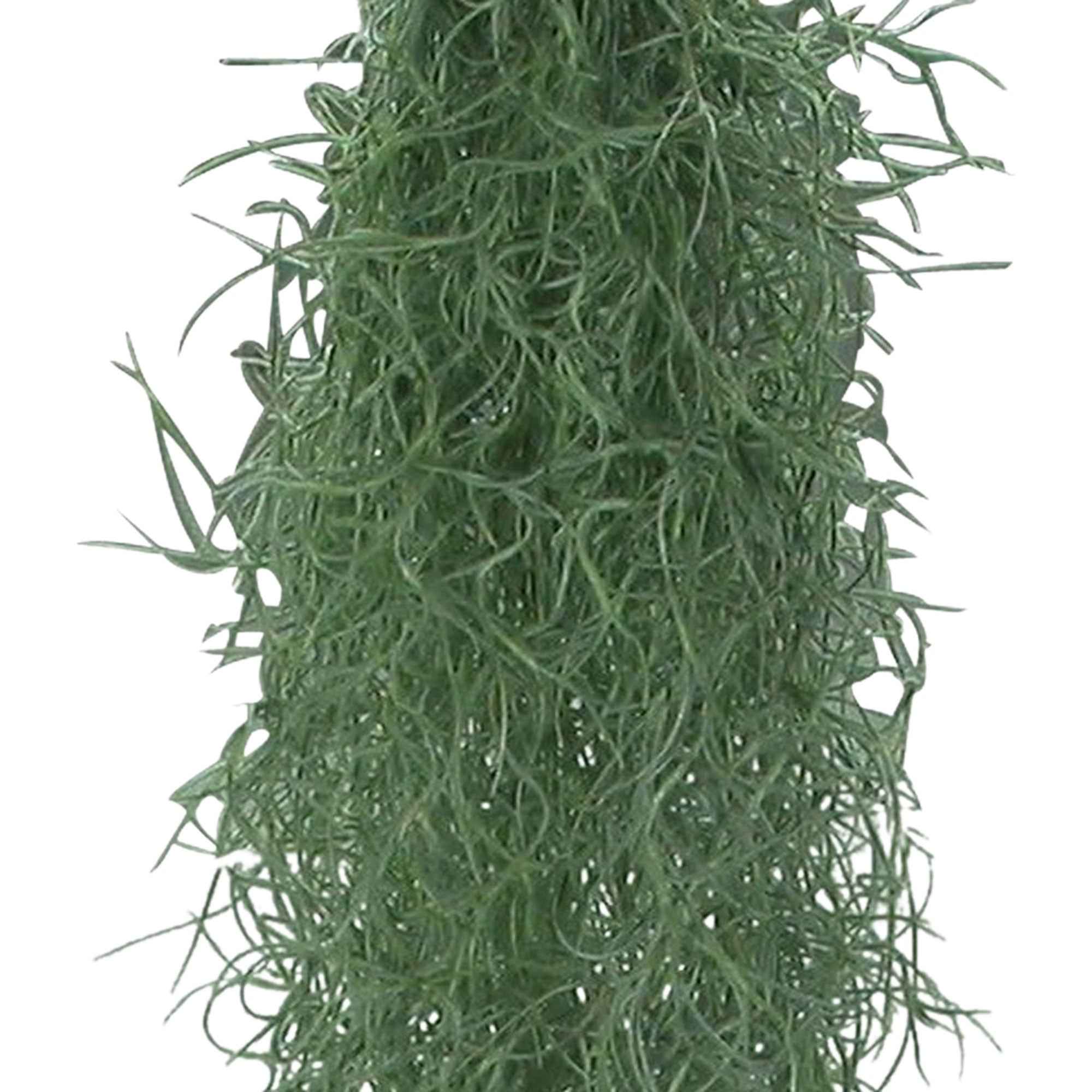 Bakker Tillandsia usneoides bromélia suspendue 40-60cm