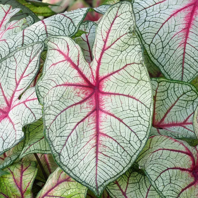 Bakker Caladium Fantasy plante d'intérieur sachet 1 bulbe rose