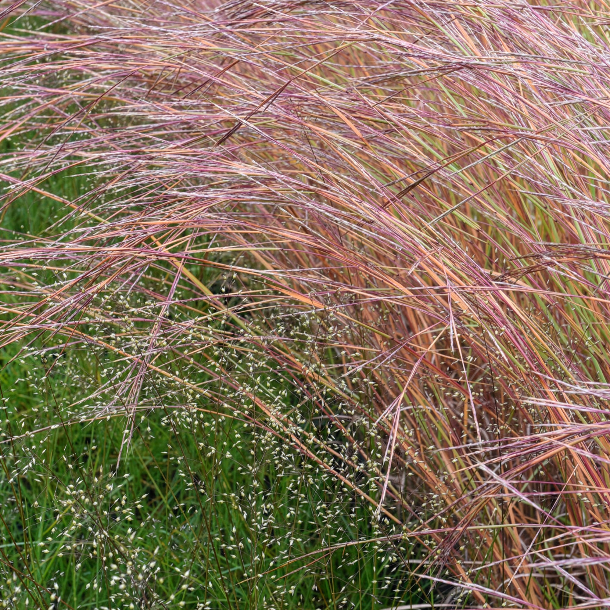 Bakker Wildwest andropogon graminée pot 9cm rouge