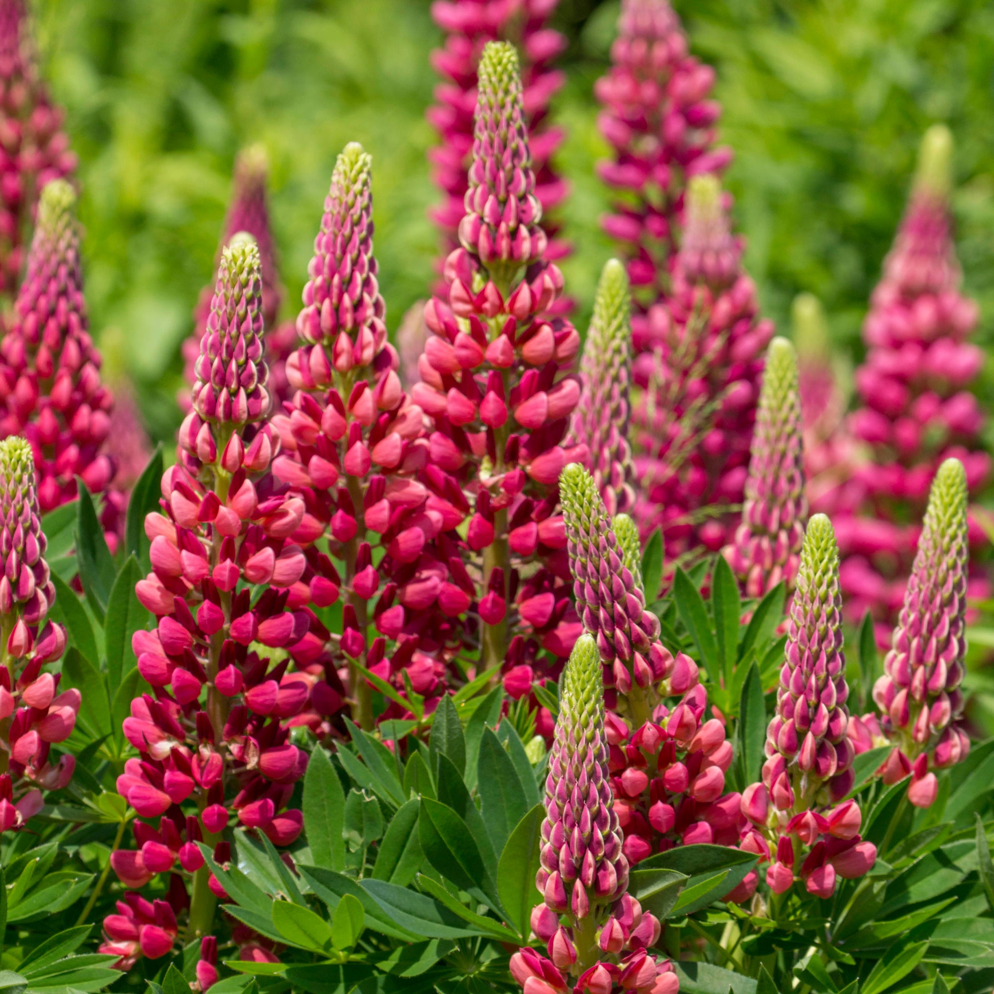 Bakker Plantes vivaces lupin Gallery Red pot Ø9cm rouge