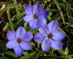 Passion Vivaces Ipheion uniflorum Rolf Fiedler bulbe godet
