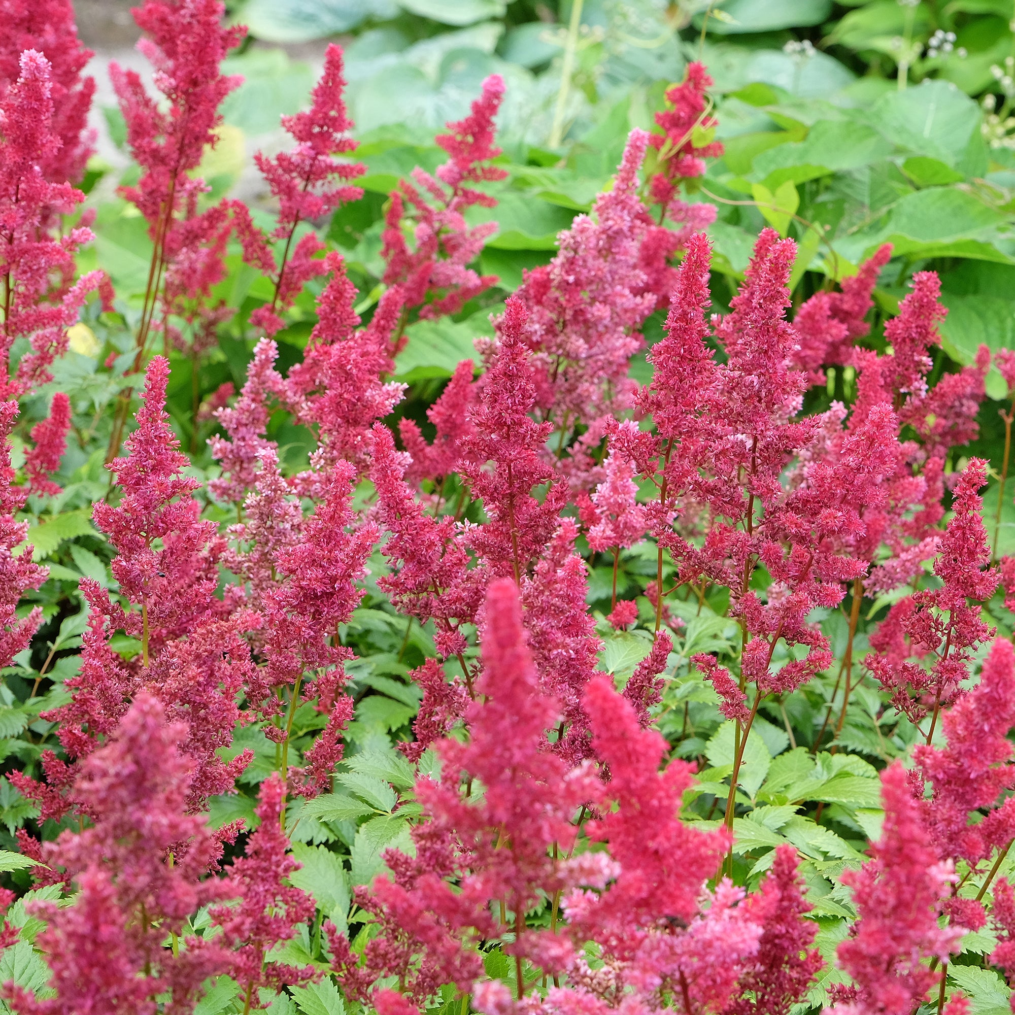 Bakker Vivaces Astilbe d'Arends Fanal vivace pot 9cm rouge ombre
