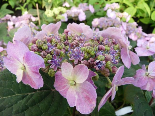 Les Hortensias du Haut Bois Hallasan hortensia serrata godet plat