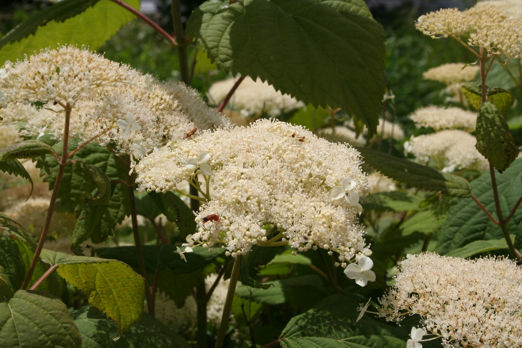Les Hortensias du Haut Bois Discolor hortensia arborescent boule
