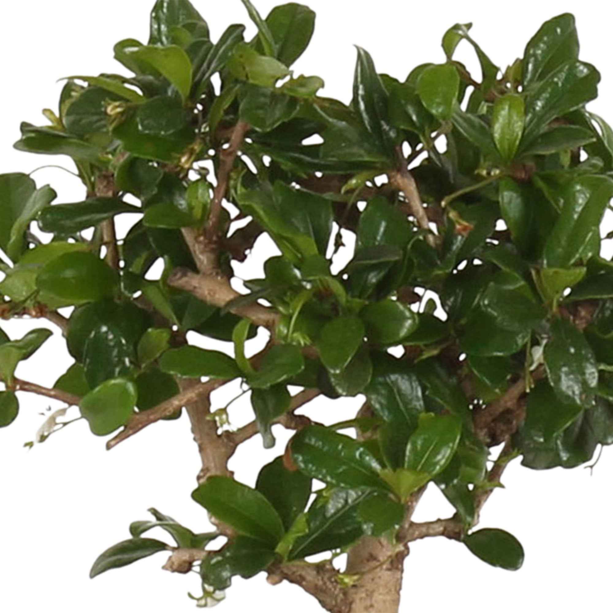 Bakker Plantes d'intérieur Bonsaï carmona plante d'intérieur pot 15cm