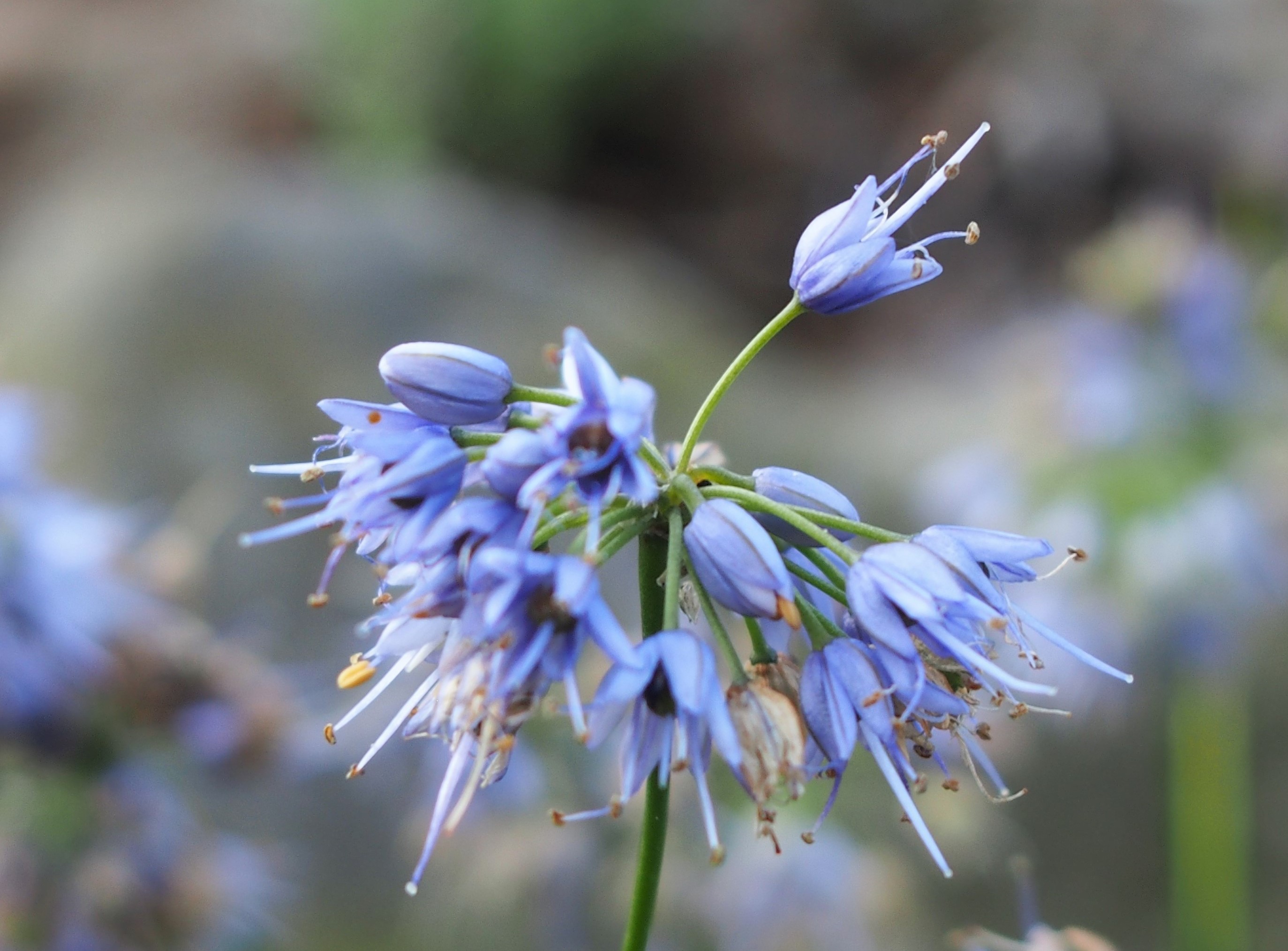 Passion Vivaces Allium ail ornemental bulbe plante de jardin