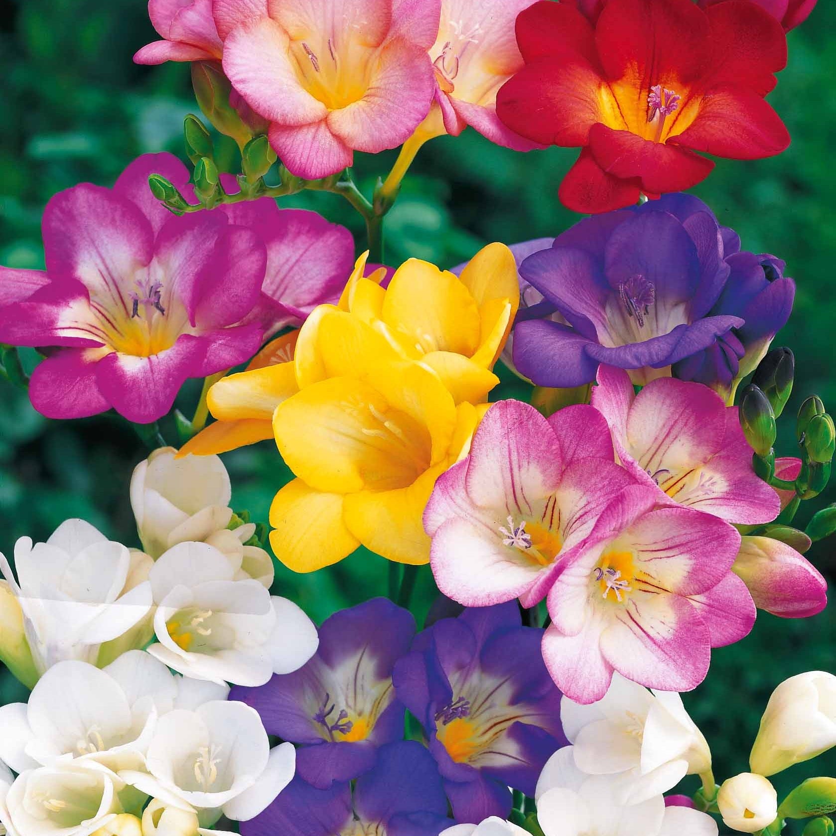 Bakker Freesias simples en mélange bulbes 25 parfumés