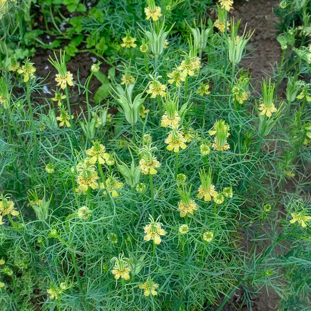Bakker Transformer nigelle d'Orient sachet 1g jaune
