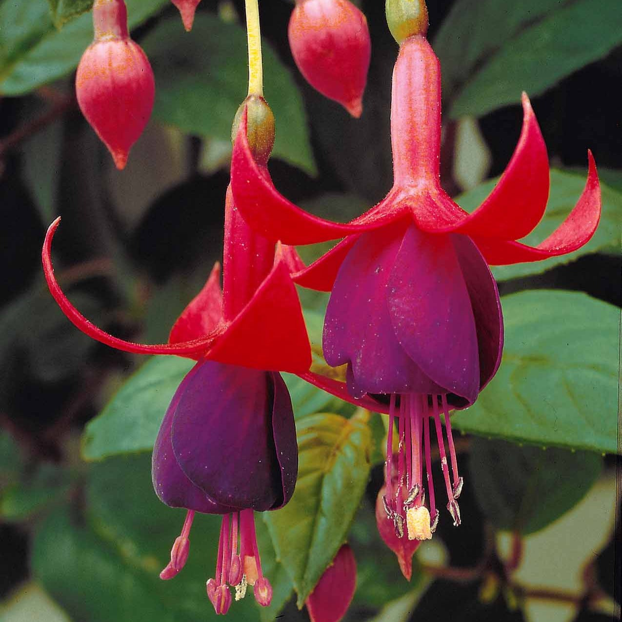 Bakker 3 Fuchsias Brilliant retombants 3 pots Ø9cm roses