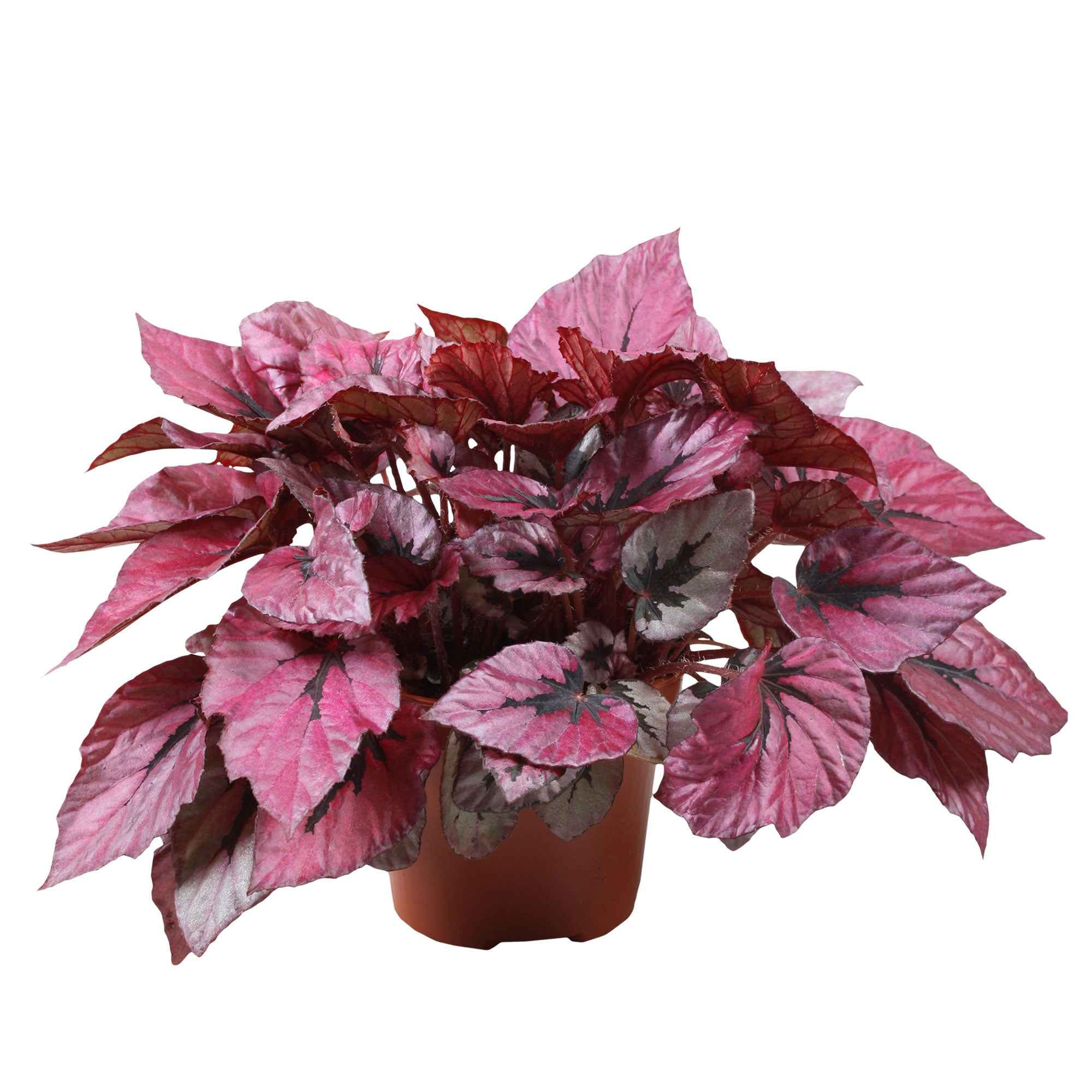 Bakker Plantes d'intérieur Bégonia Indian Summer plante verte pot 12cm