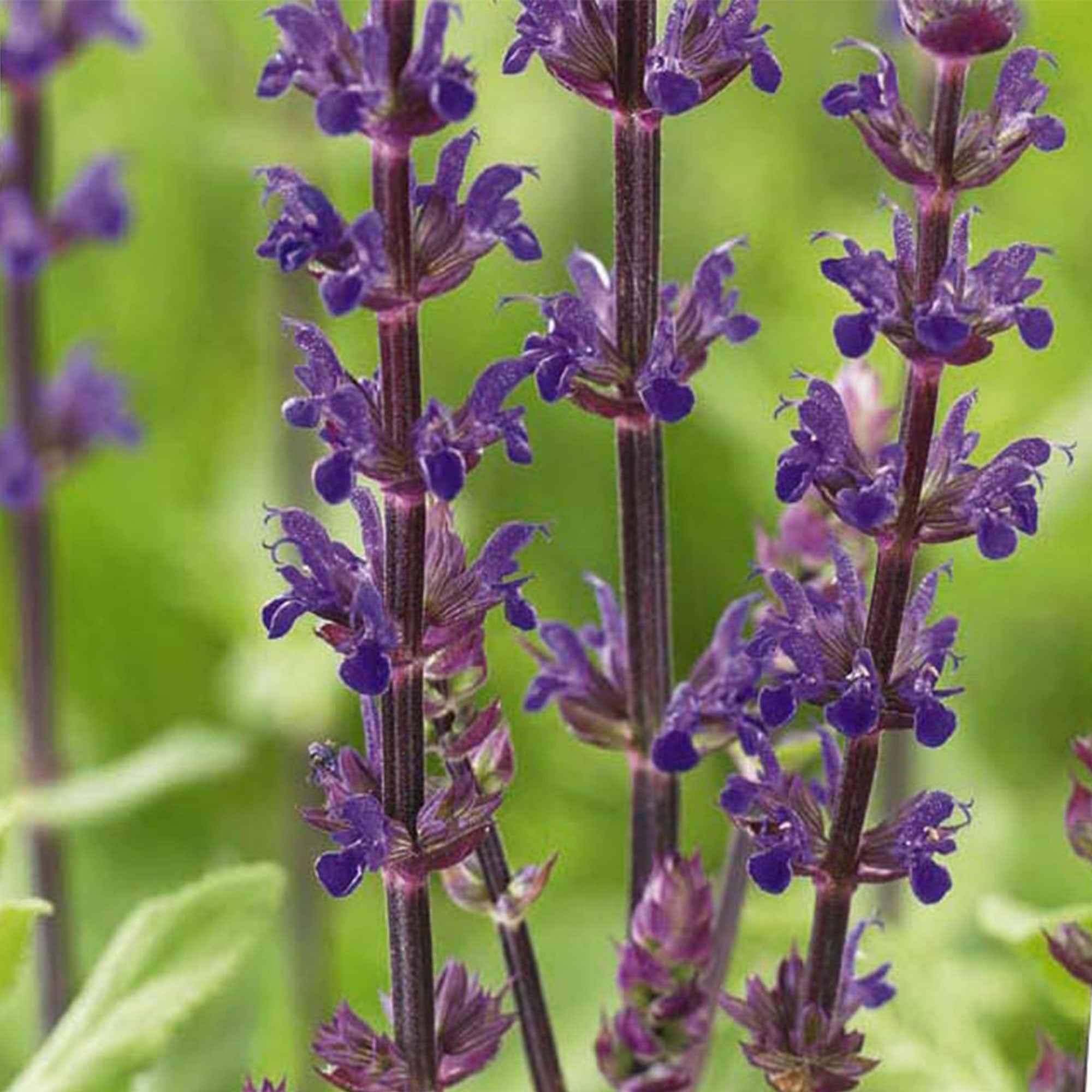 Bakker Caradonna sauge pot 9cm tiges noires violette