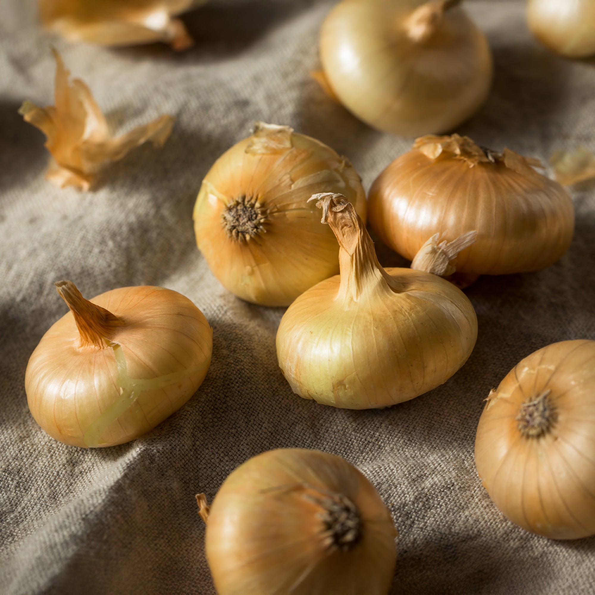 Bakker Potager Oignon Paille des Vertus sachet 40g garde