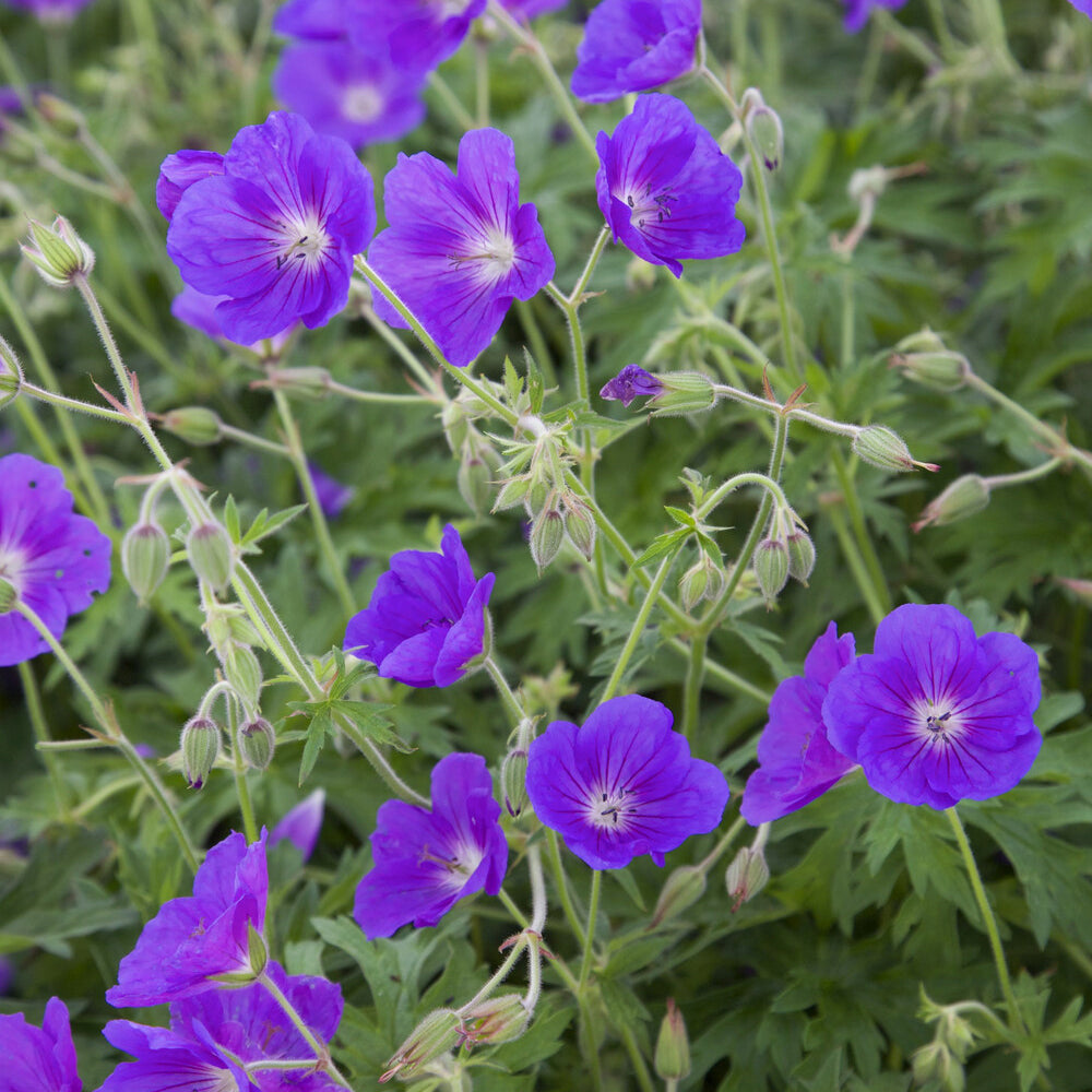 Bakker Géranium vivace Orion plante vivace pot 9cm violet