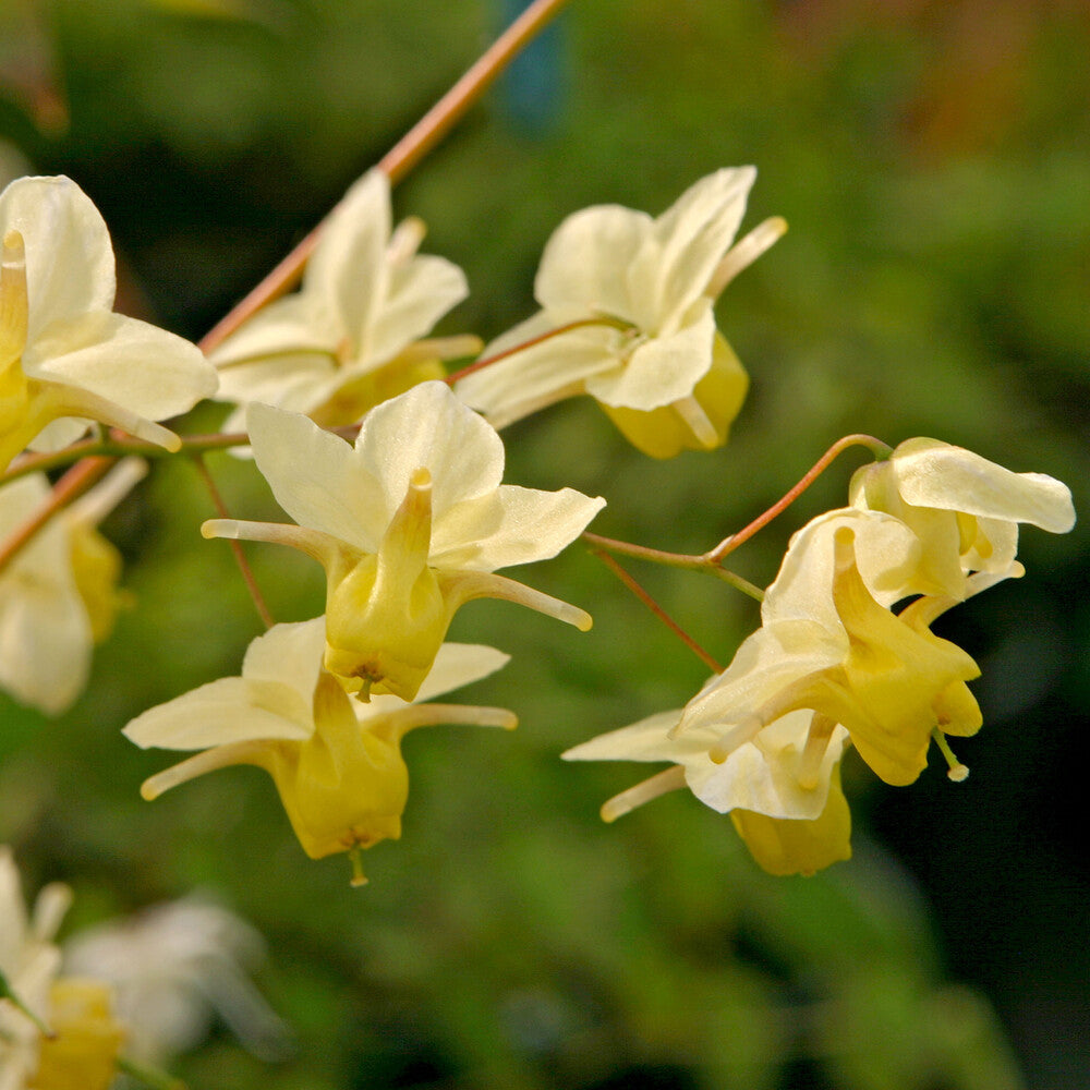 Bakker Epimedium Sulphureum vivace pot Ø 9cm couvre-sol ombre