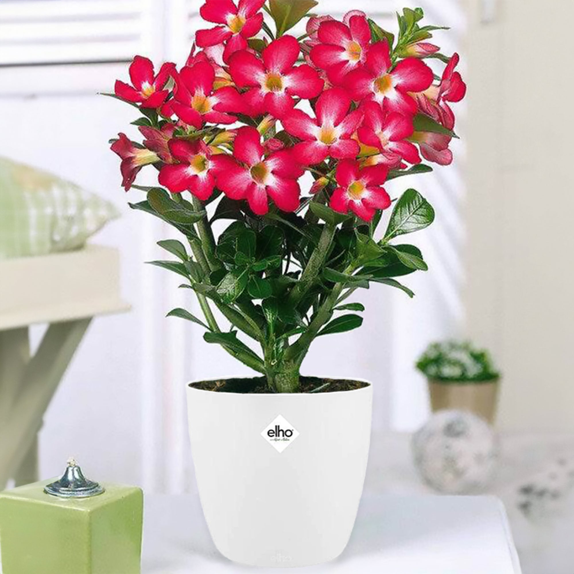 Bakker Intérieur Rose du désert 2 pots Ø14cm cache-pot