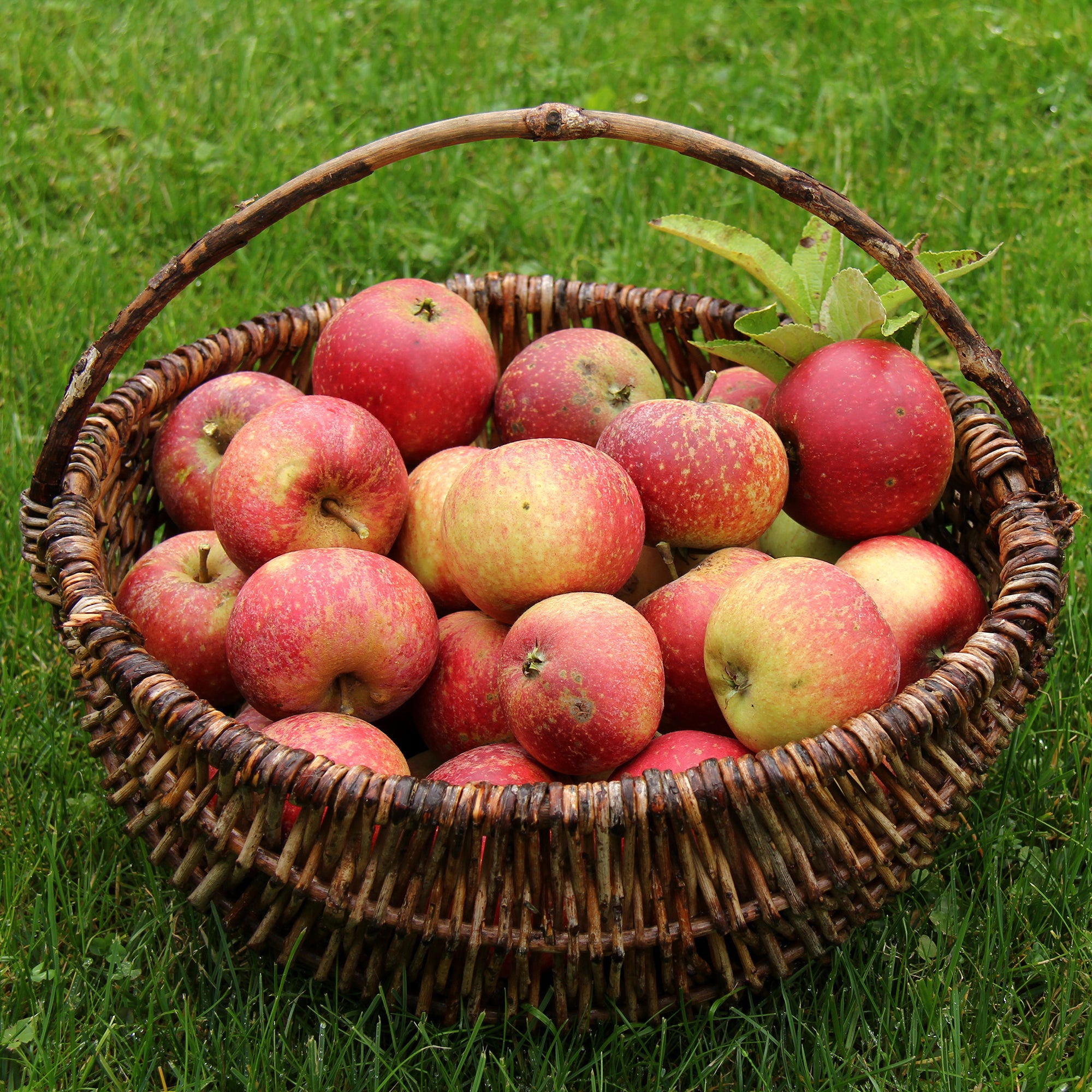 Bakker Pommier Ingrid Marie fruitier pomme rouge pot 5L