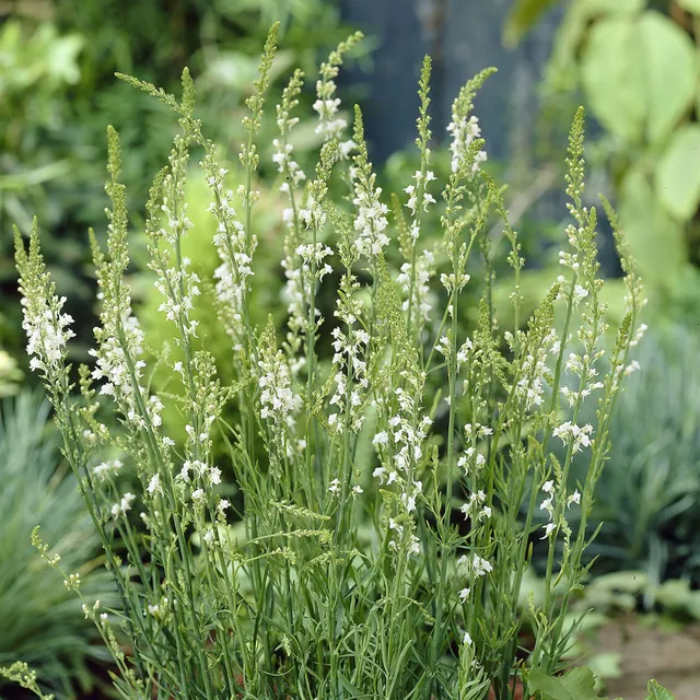 Bakker Linaire Springside White vivace pot 9cm fleurs blanches