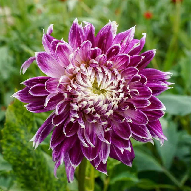 Bakker Bulbes Vancouver dahlia sachet 3 bicolore