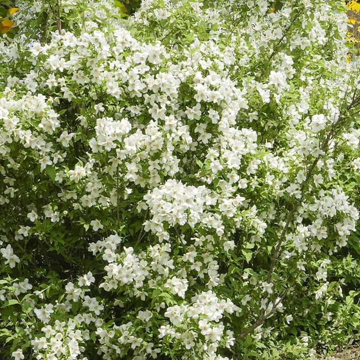 Bakker Virginal seringat pot 1,5 L 30-40 cm blanc parfumé