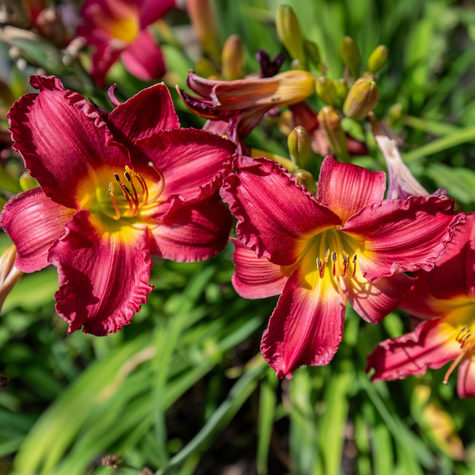 Bakker Plantes vivaces Hémérocalle Pardon Me pot Ø 9cm rouge