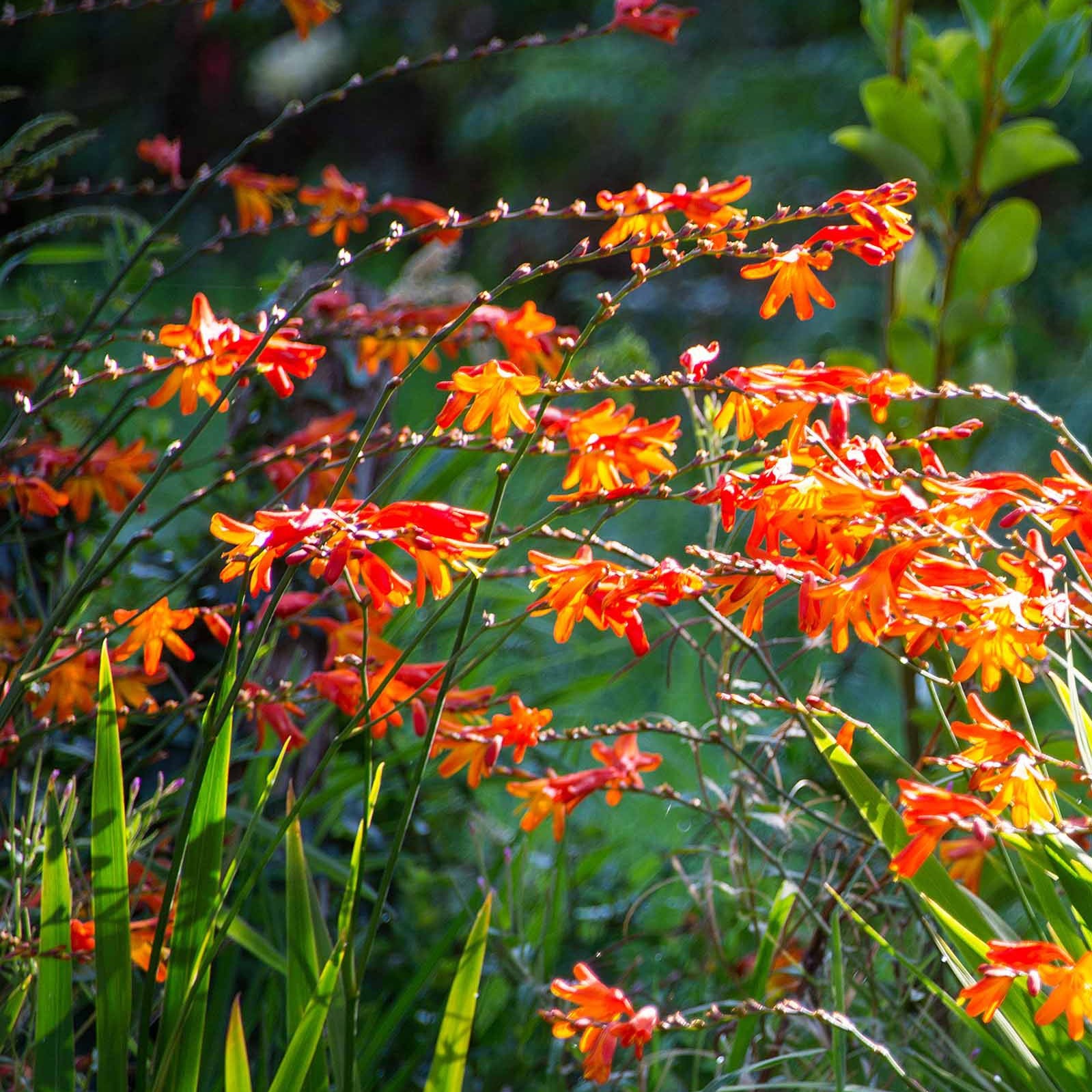 Bakker Crocosmia en mélange bulbe été 30 bulbes floraison jaune