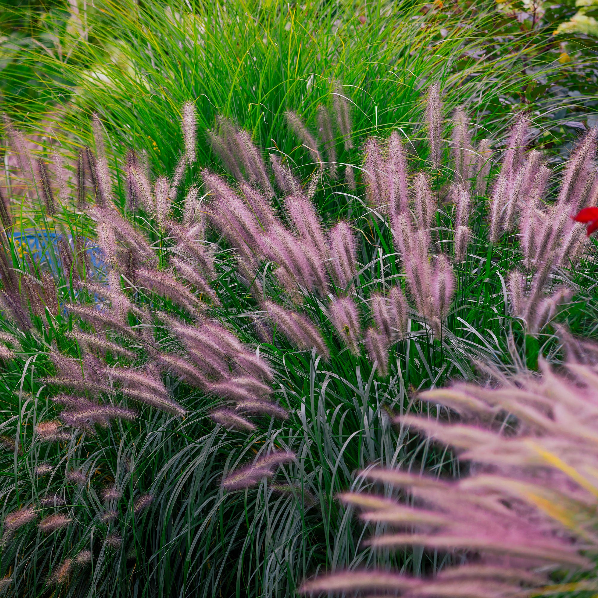 Bakker Pennisetum Red Head graminée pot Ø 9cm soleil