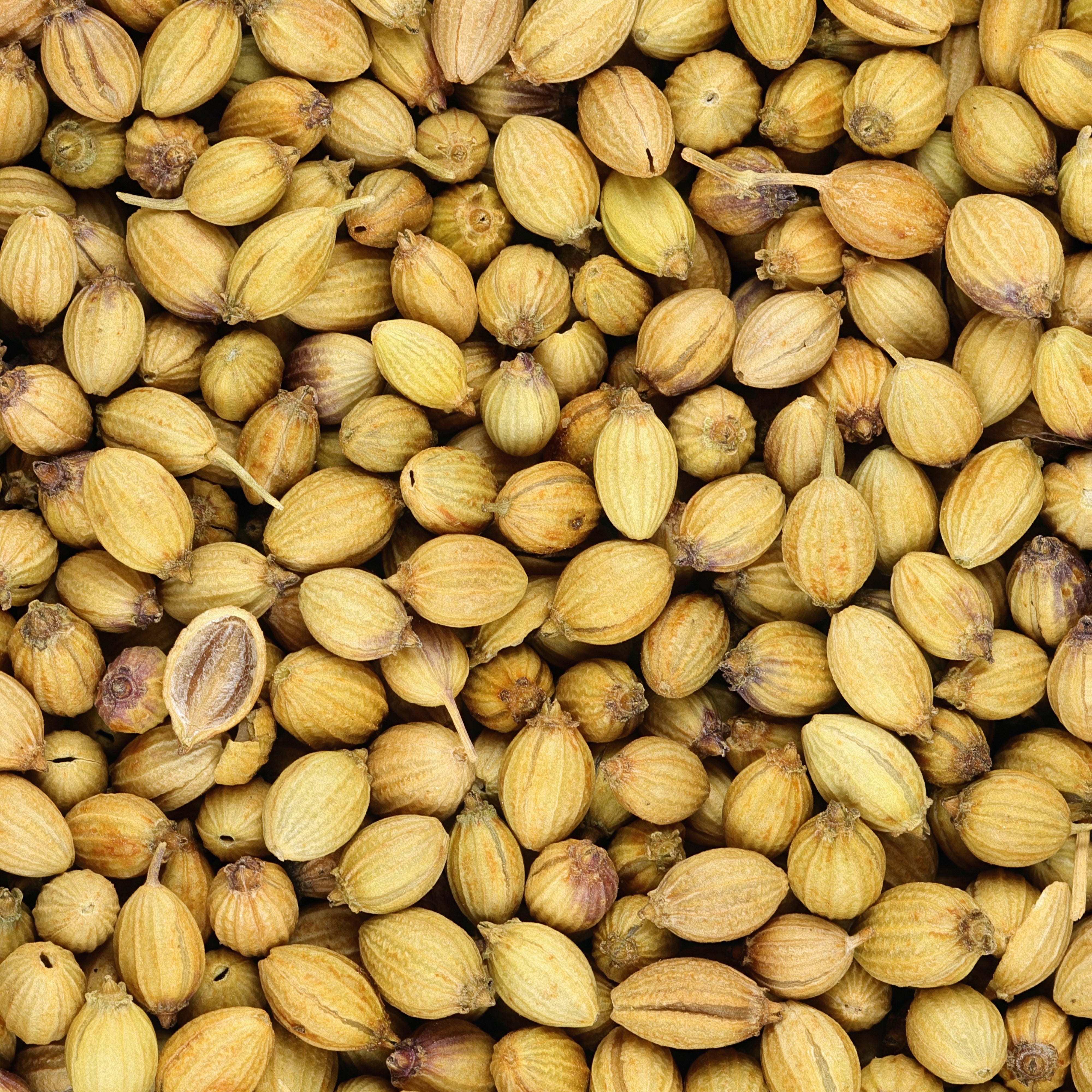 Bakker Coriandre lente à monter sachet 3g herbe aromatique