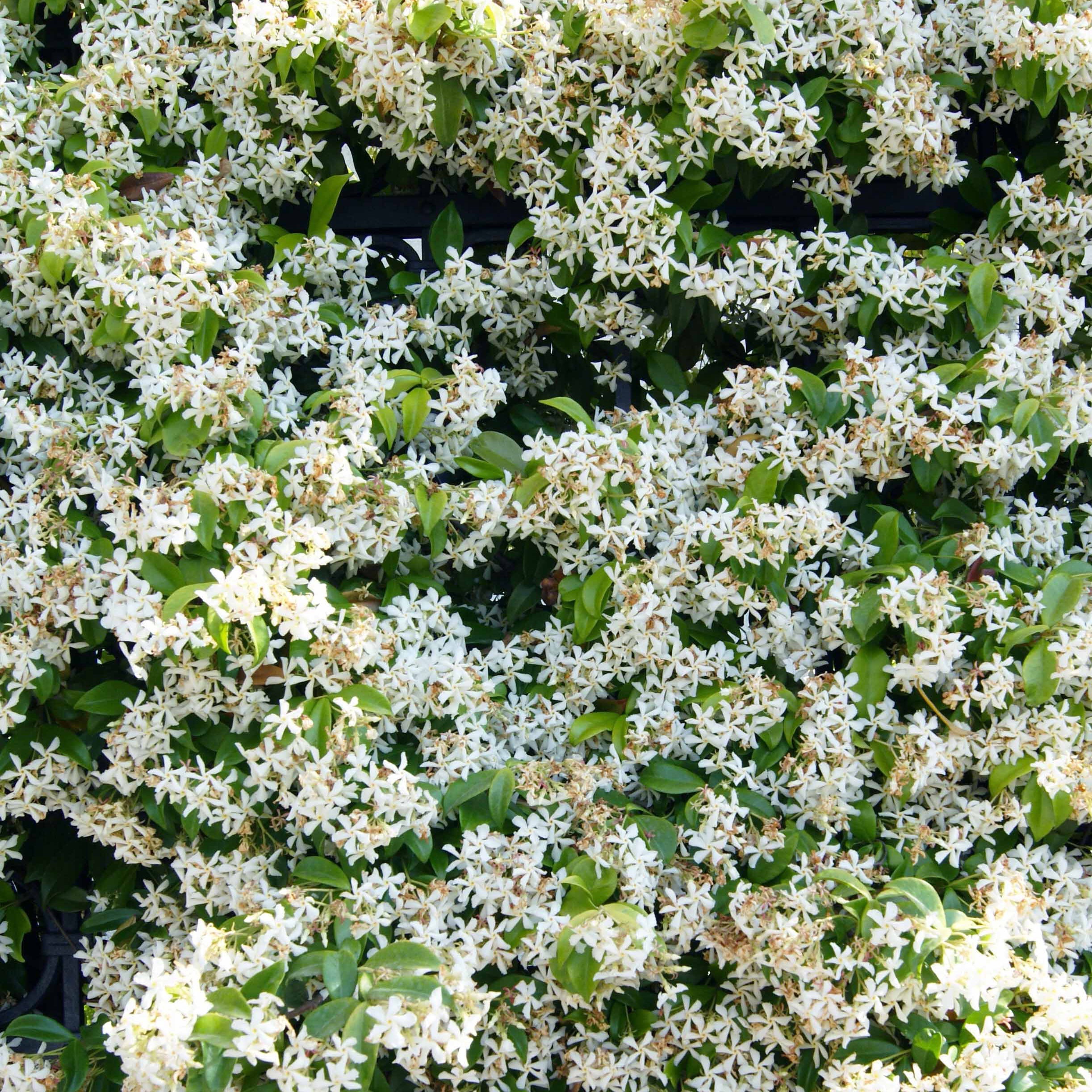 Bakker Jasmin étoilé grimpante pot 2L fleurs blanches