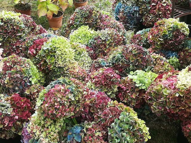 Les Hortensias du Haut Bois fleur d'hortensia séché déco