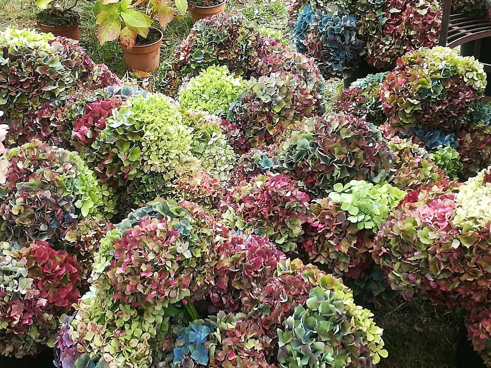 Les Hortensias du Haut Bois fleur d'hortensia séché déco