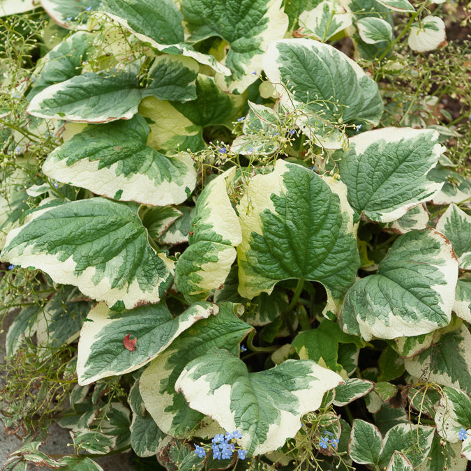Bakker Myosotis du Caucase panaché vivace pot Ø 9cm ombre