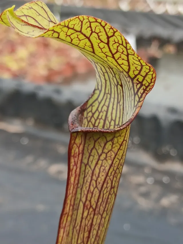 Carniflore Sarracenia rubra long lid plante carnivore 11cm