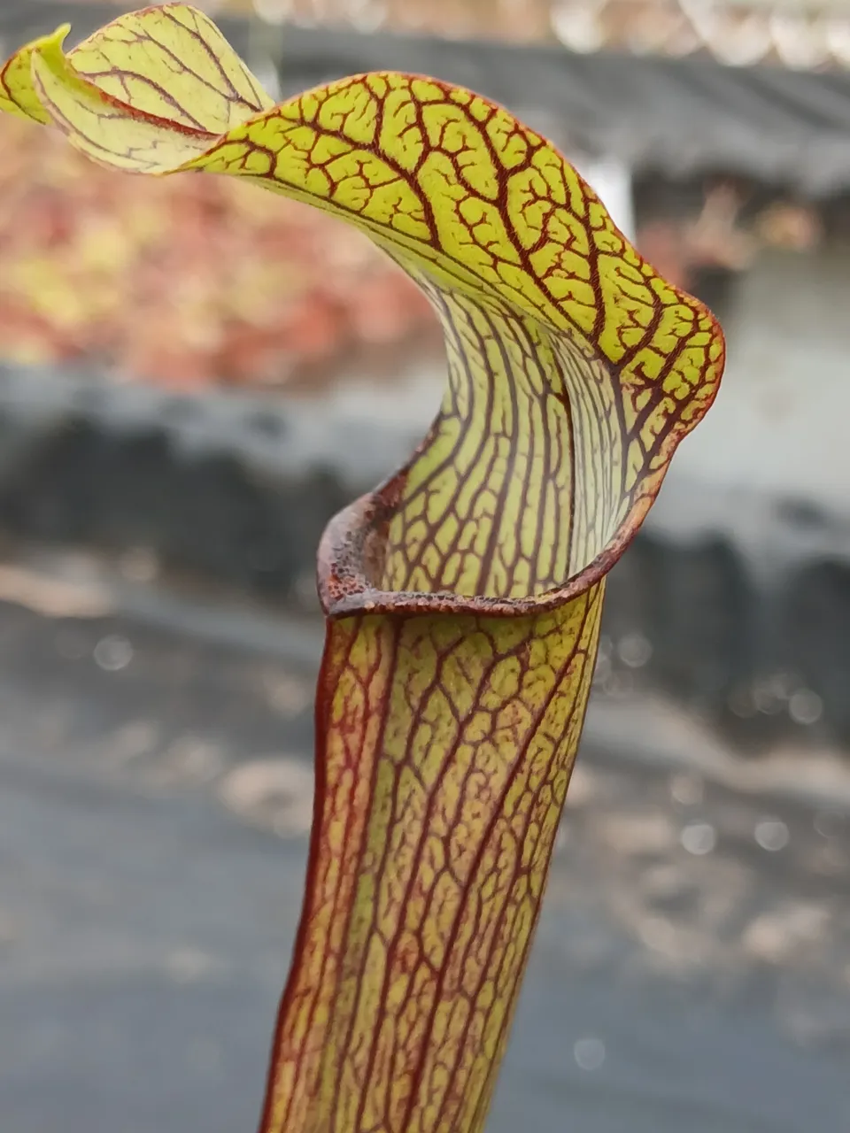 Carniflore Sarracenia rubra long lid plante carnivore 11cm