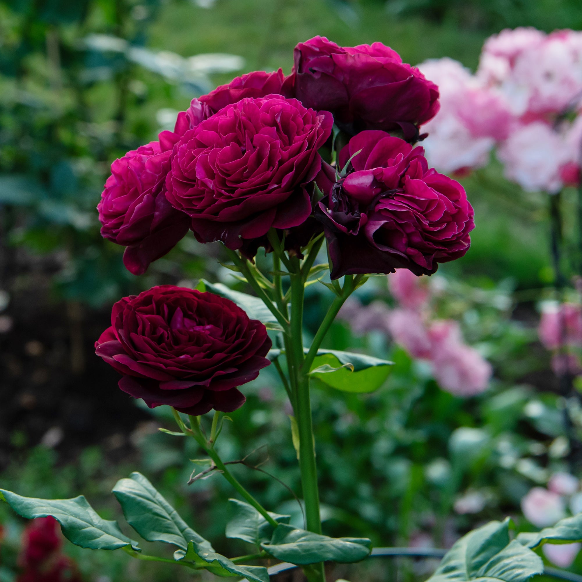 Bakker Rosiers Astrid Gräfin von Hardenberg rosier pot 4L rouge parfumé