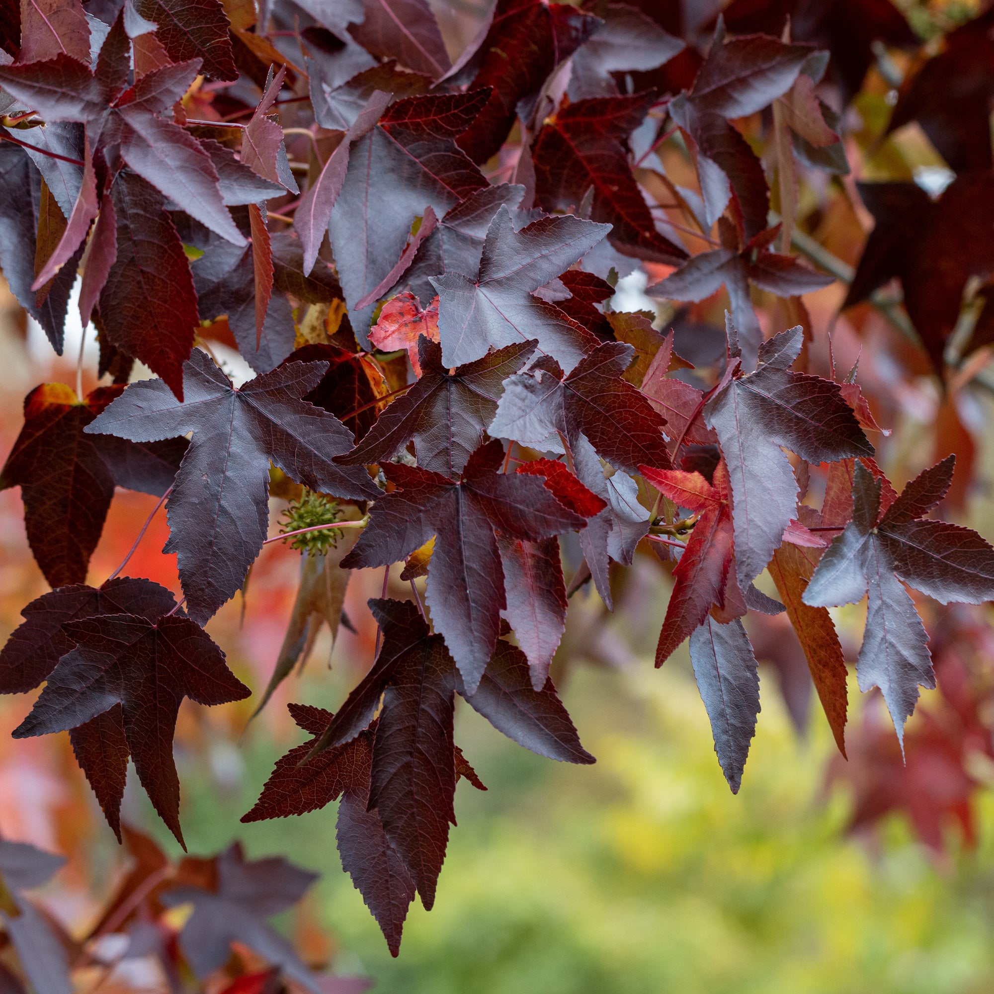 Bakker Copalme Worplesdon arbre pot 11 cm automne rouge