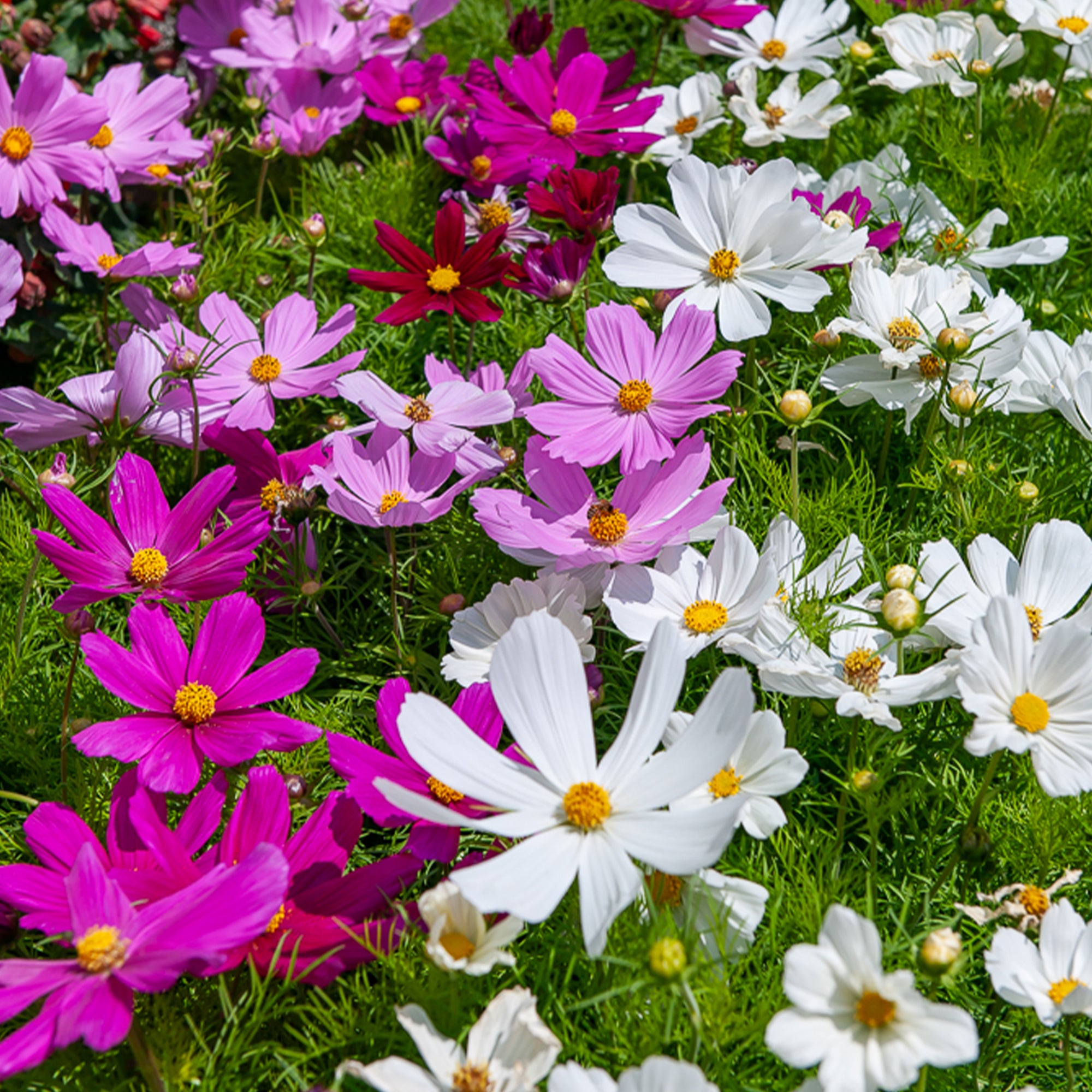 Bakker Cosmos Sensation mélange fleur à couper sachet 225 graines
