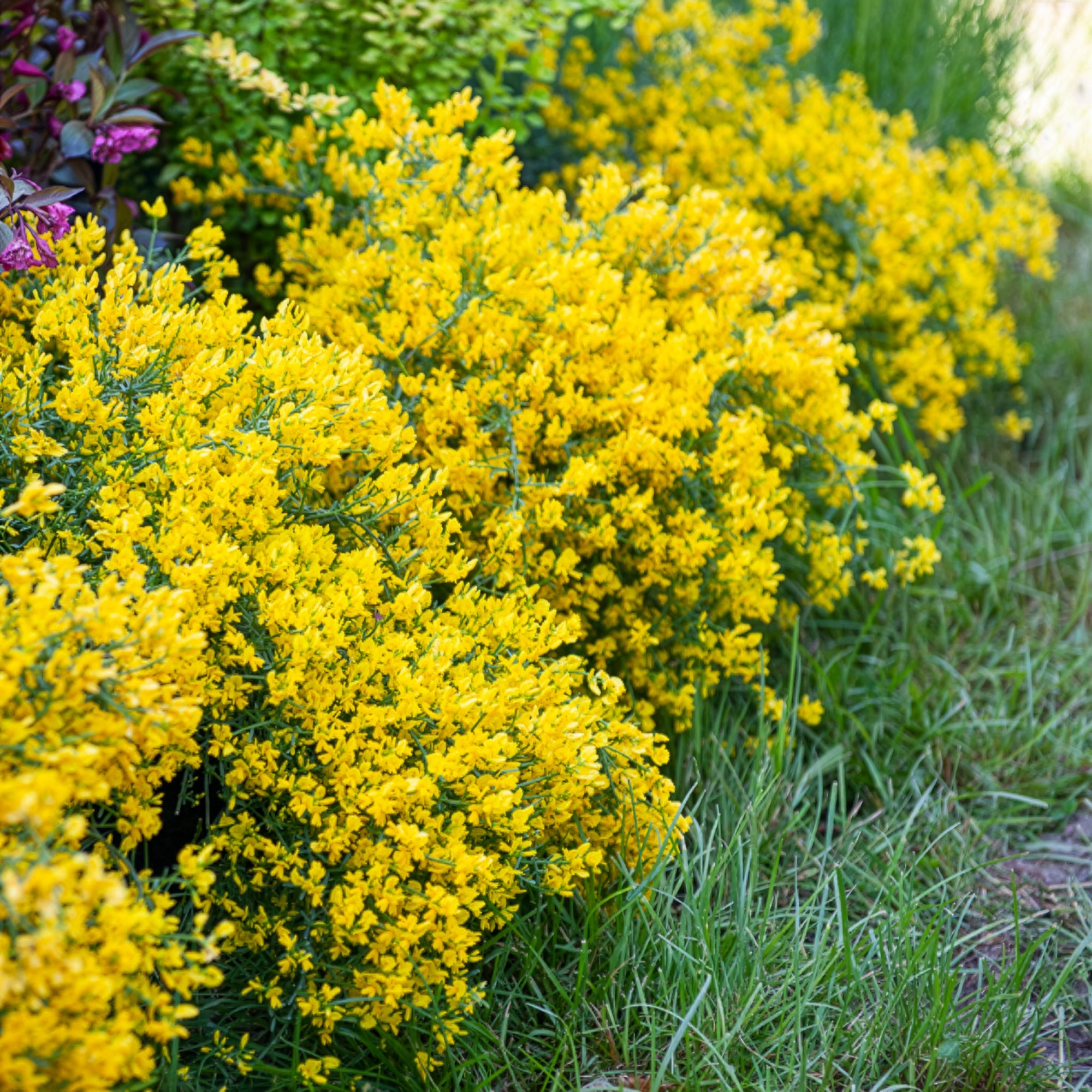 Bakker Genêt de Lydie arbuste pot Ø 9cm fleurs jaunes