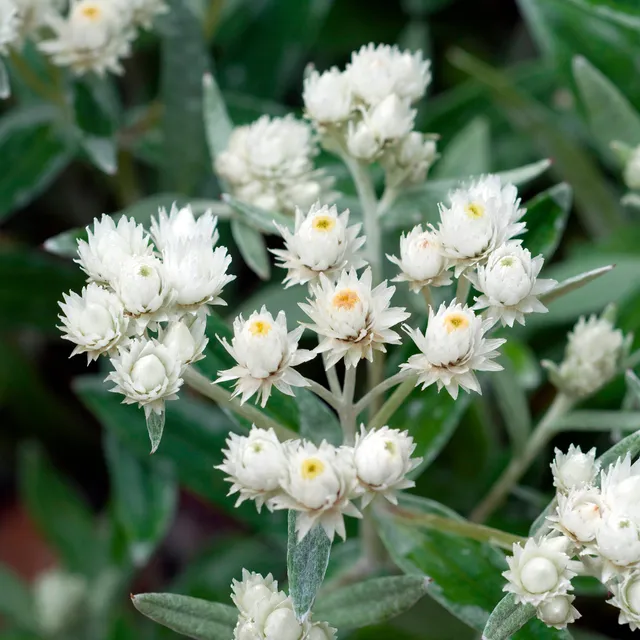 Bakker Immortelle de l'Himalaya Silberregen vivace pot 9cm blanche
