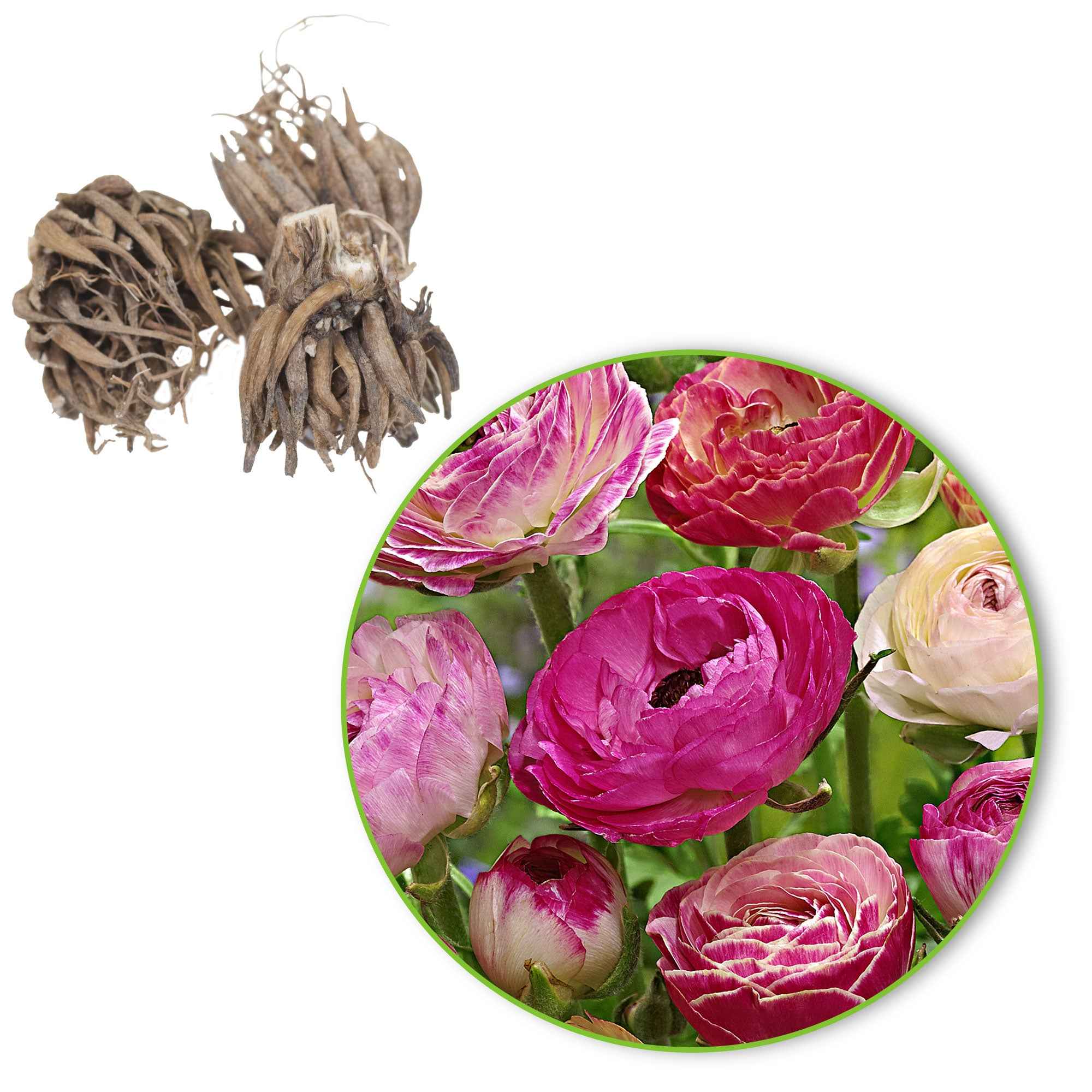 Bakker Renoncules Peony Blend bulbes sachet 15 effet pivoine