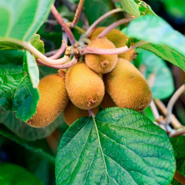Bakker Kiwi Solo Actinidia deliciosa grimpant pot 1.5L 55-65cm