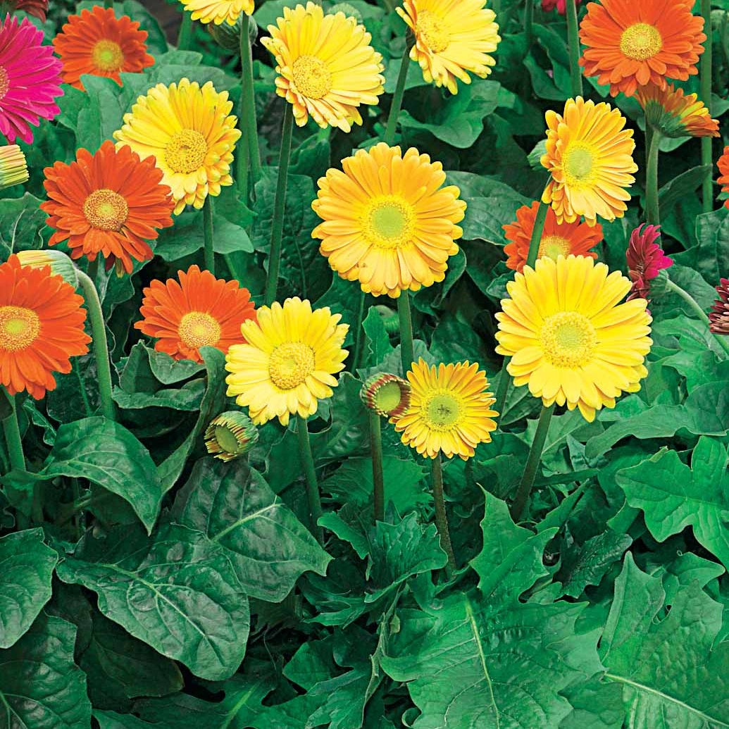 Bakker 2 Garvineas oranges fleurs pot 7cm massif