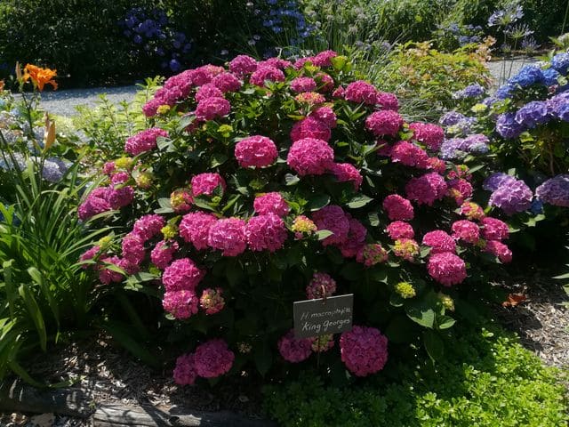 Hydrangea macrophylla King George hortensia fleurs rondes jardin