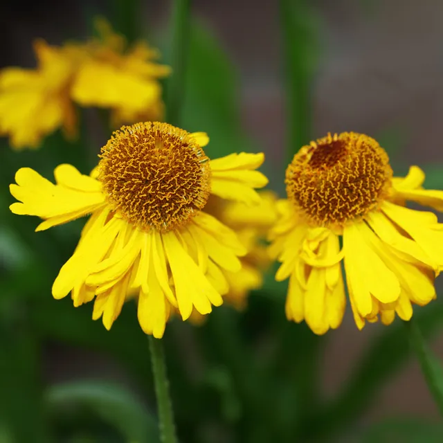 Bakker Hélénie Pumilum Magnificum vivace pot 9cm jaune