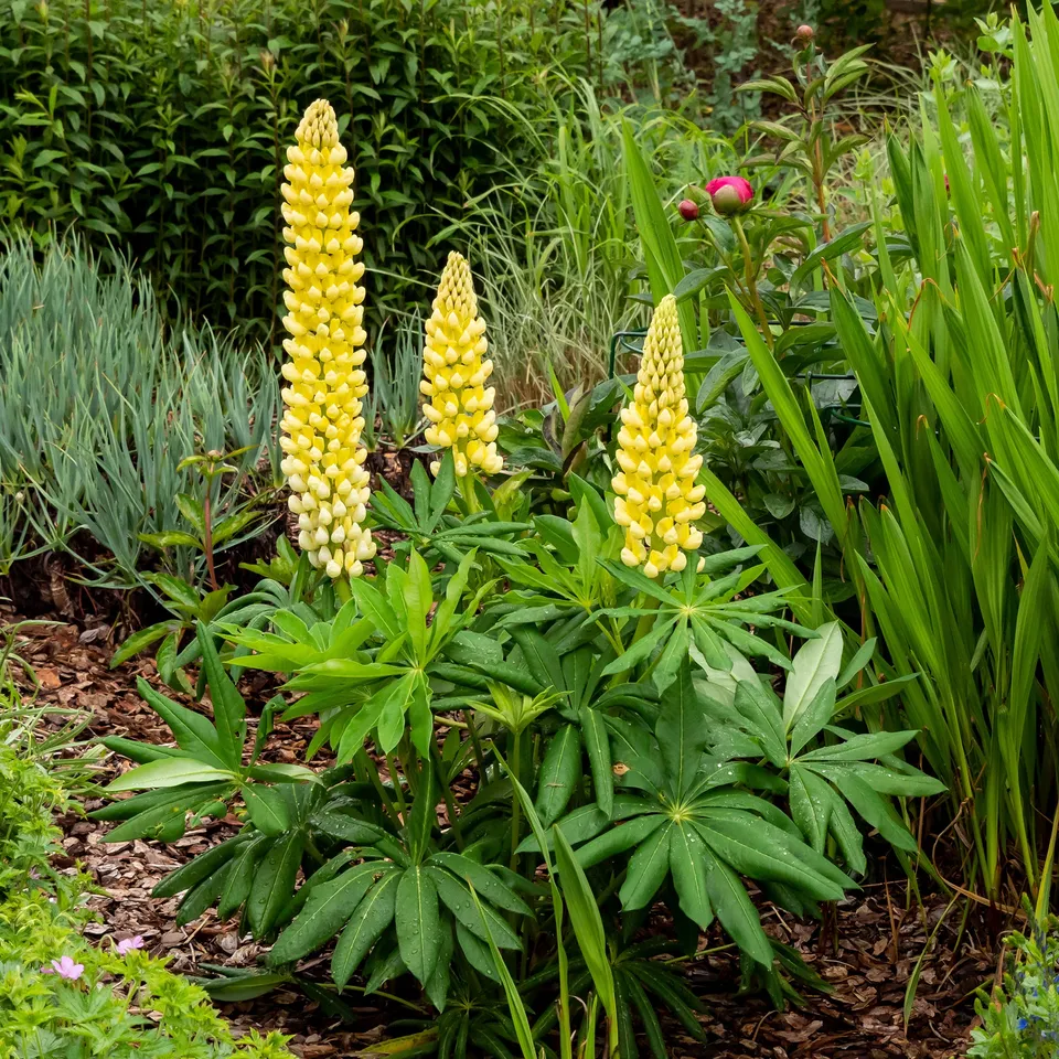 Bakker Chandelier lupin jaune vivace pot 9cm