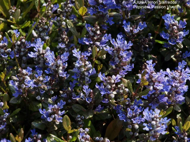 Passion Vivaces Ajuga tenorii Valfredda couvre-sol feuillage chocolat