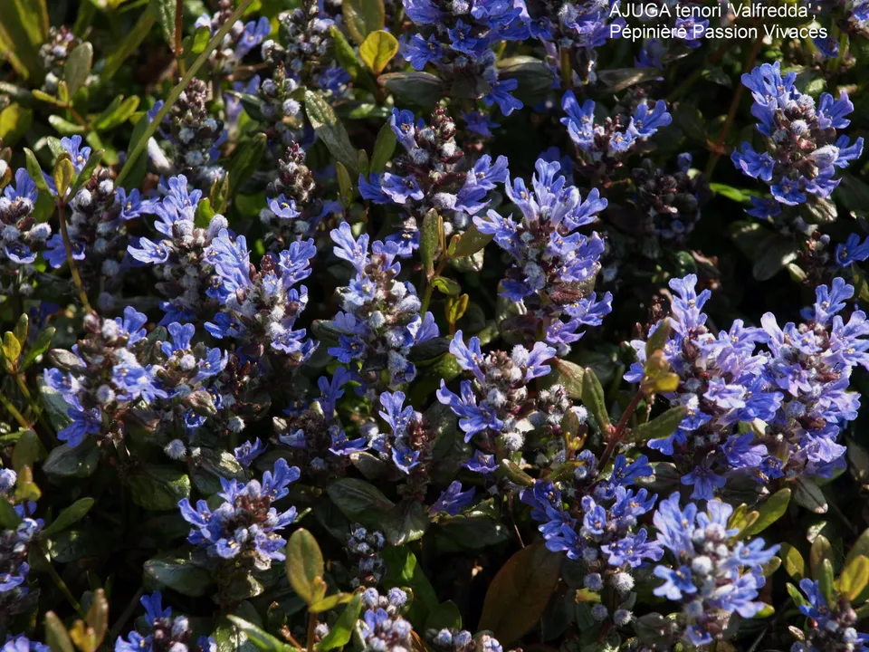 Passion Vivaces Ajuga tenorii Valfredda couvre-sol feuillage chocolat