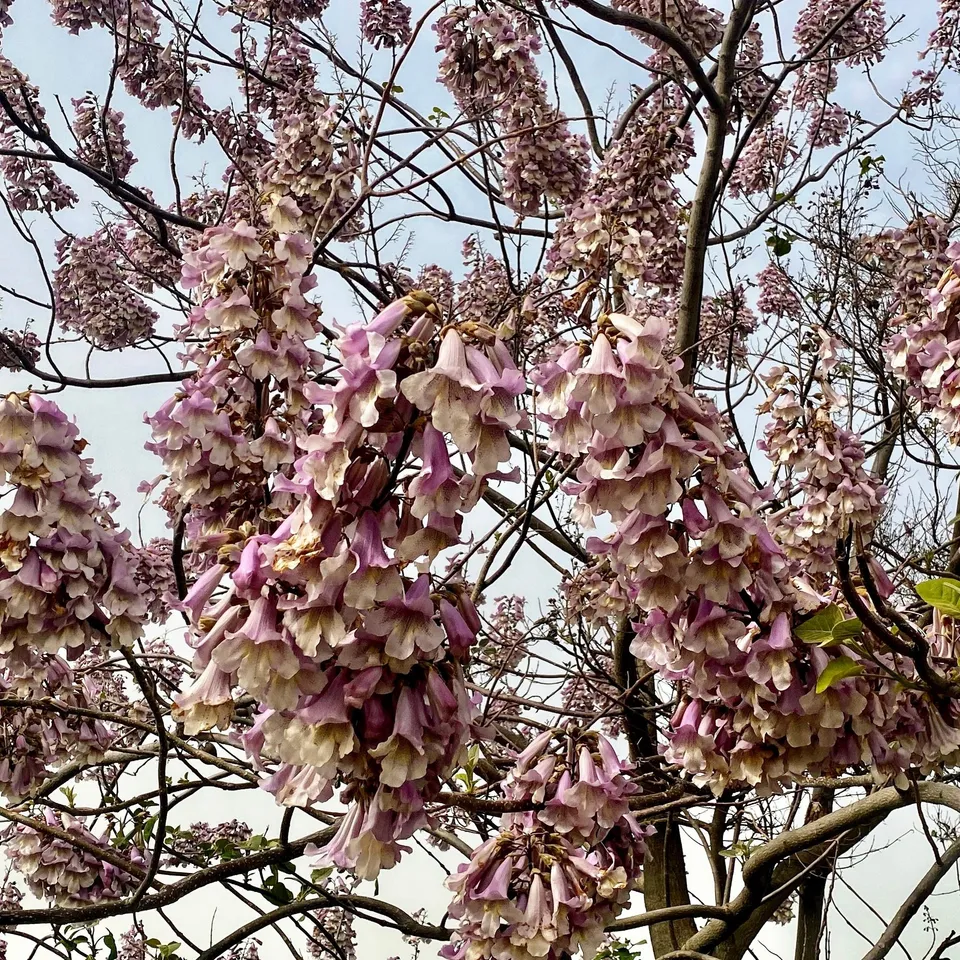 Bakker Paulownia fortunei arbre impérial pot 9cm 40-50cm