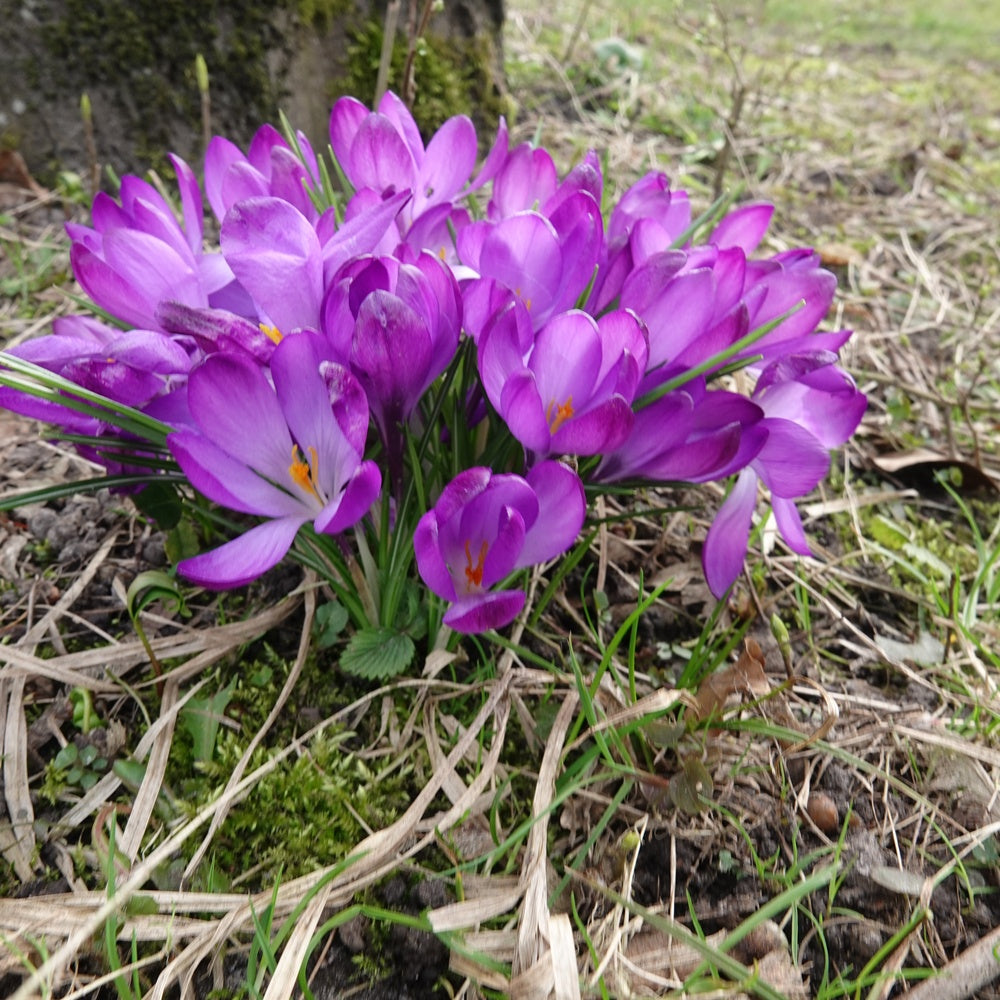 Bakker Ruby Giant crocus sachet de 20 violet février-mars