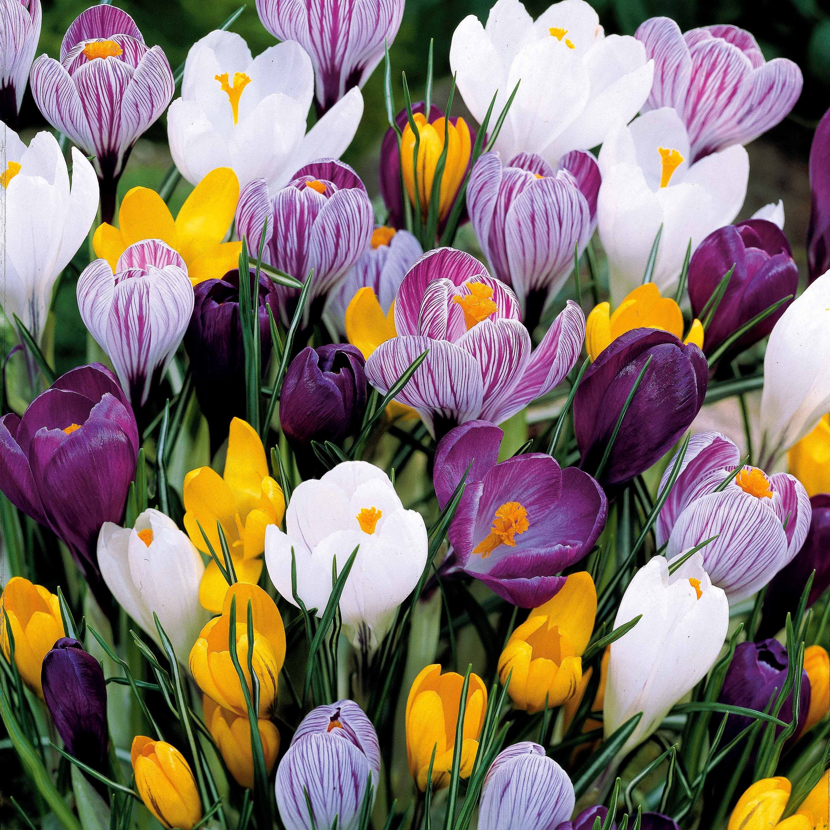 Bakker Mammouth crocus en mélange sachet 25 bulbes mars